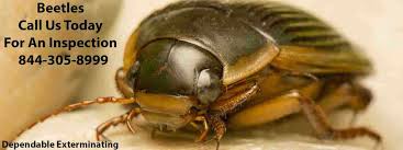 carpet beetle black carpet beetle