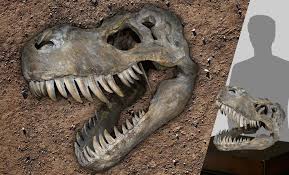 Tyrannosaurus Rex Large Skull Wall