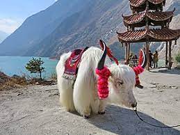 Names of males, females, babies, and groups of animals what are the males, females, babies, and groups of animals called? Domestic Yak Wikipedia