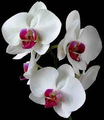 Hasil gambar untuk orchid flower