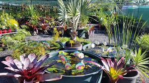 Garden Centres In Northern Rivers Nsw