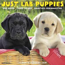 The goldador is a unique blend of the lab and golden retriever. Just Lab Puppies 2020 Wall Calendar Dog Breed Calendar Willow Creek Press 9781549206894 Amazon Com Books
