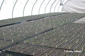 fertilizing bedding plant seedlings