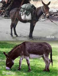 With clint eastwood, patrick l. Donkey Vs Mule Backgrounds Genetics Physical Differences