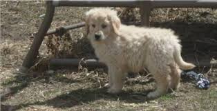 When you purchase a puppy from us we want you to be highly satisfied and we will work together with you to resolve any issues that may come up. Purebred Golden Retriever Puppies For Sale In Colorado Springs Colorado Classified Americanlisted Com