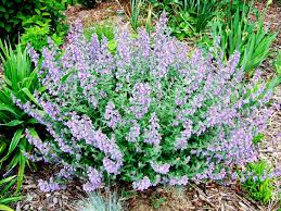 how to plant and grow catmint