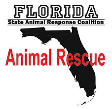 One of the key focuses for the dmv is to help ensure safe travels for residents and visitors across the state. Florida State Animal Response Coalition