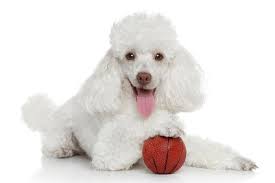 Image result for poodle playing basketball