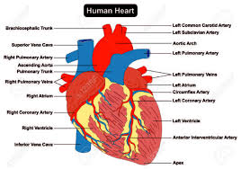 Human Heart Muscle Structure Anatomy Infographic Chart Diagram