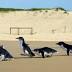 Save the penguin: Help save last NSW colony of little penguins in...