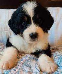Maybe you would like to learn more about one of these? Bernedoodle Puppies For Sale In South Carolina Home