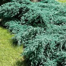 juniperus squamata blue carpet pot de