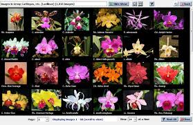 Orchid Phalaenopsis Identification Chart Google Search