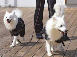 american eskimo dog breed information