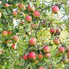 19 Best Apple Tree Varieties With A