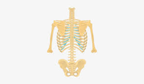 Skull, spine, rib cage, pelvis, joints. Posterior View Of The Vertebral Column And Rib Cage Anatomy Free Transparent Png Download Pngkey