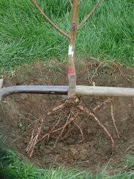 it s time to plant trees are you ready