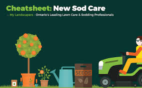 Cheatsheet Taking Care Of Your New Sod Grass From Day 1 To