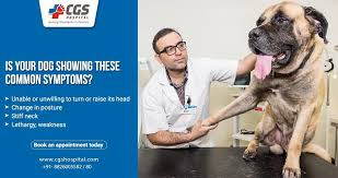 At the clinic our state licensed veterinarians and professional staff will ask you a few questions about your pet's lifestyle. Best Emergency Dog Clinic Near Me Emergency Vet Clinic Dog Clinic Emergency Vet