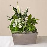Is a plant a good sympathy gift?