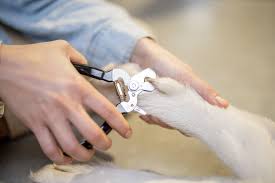 how to trim your dog s nails dogswell