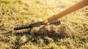 why and how to dethatch your lawn