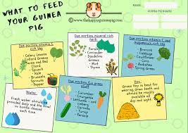 the ultimate free guinea pig food chart
