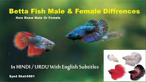 Male betta's fins, particularly, may start to shorten simply due to experiencing long periods of high check your betta's gills for a beard.7 x research source both male and female betta fish have a. How To Know Betta Fish Male Or Female Hindi Urdu With English Sub Bettafishgender Youtube