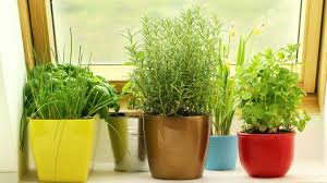 Indoor Herbs For Your Kitchen Garden