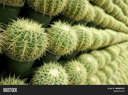 Plant has spines or sharp edges; Rows Numerous Potted Image Photo Free Trial Bigstock