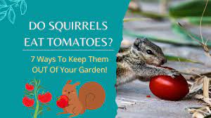 do squirrels eat tomatoes 7 ways to