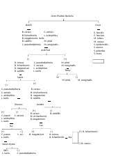 Gram Positive Bacteria Dichotomous Flow Chart Docx 1