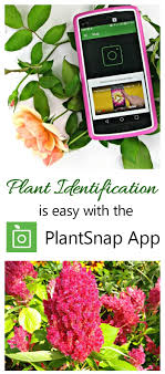 Just use these great plant identification apps. Plantsnap Mobile App Tips And Tricks For Best Results