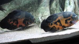 Oscar Fish Guide Care Size Lifespan Tankmates Breeding