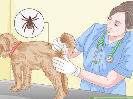 a tick from a dog without tweezers