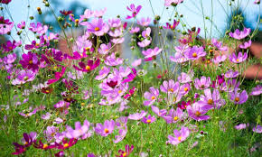 Cosmos Plant How To Grow Brilliant