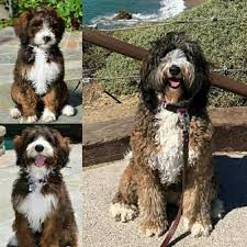 Sable Bernedoodle Adult Fading Cute Puppies Cute Puppies