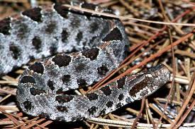 A large, angular head juvenile timbers are patterned with dark. Photo Galleries Pigmy Rattlesnake Research Group Stetson University