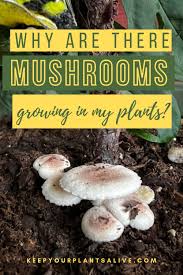 mushrooms grow in your plants