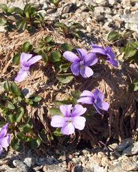 Viola argenteria