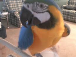 Should I Buy A Macaw Or An African Grey Pethelpful