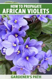 Maybe you would like to learn more about one of these? How To Propagate African Violets From Leaf Cuttings Gardener S Path