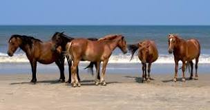 what-do-the-wild-horses-in-nc-drink