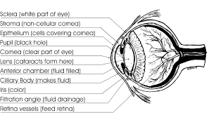 pet eye disease dog eye anatomy and