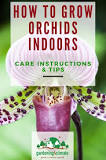 Will orchids survive in a conservatory?