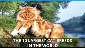 the 10 largest cat breeds ranking the