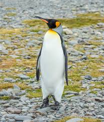 It really helped me write my book. King Penguin Wikipedia