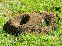 controlling ants in the lawn tips for