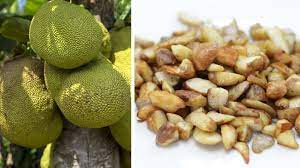 jackfruit seeds how to eat them in