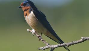 How To Build A Barn Swallow S Nest